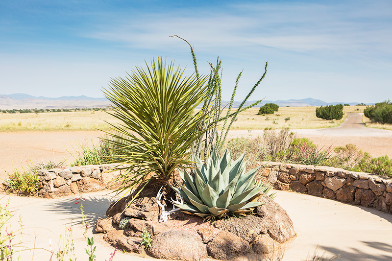 texas desert plants for landscaping